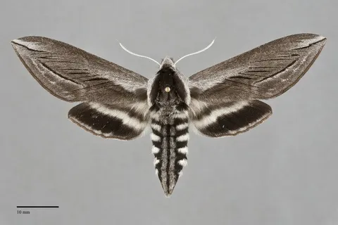 Sphinx vashti