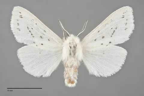 Spilosoma congrua