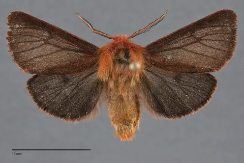 Spilosoma pteridis