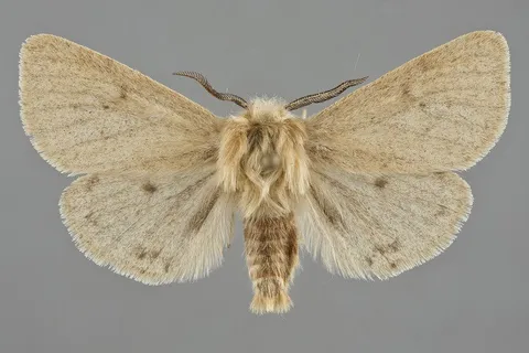 Spilosoma vagans