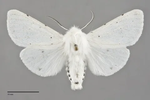Spilosoma vestalis