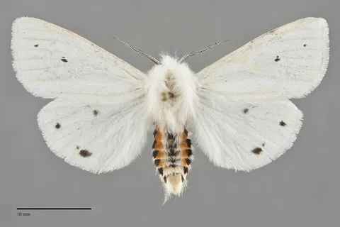 Spilosoma virginica