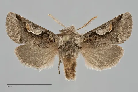 Stretchia muricina