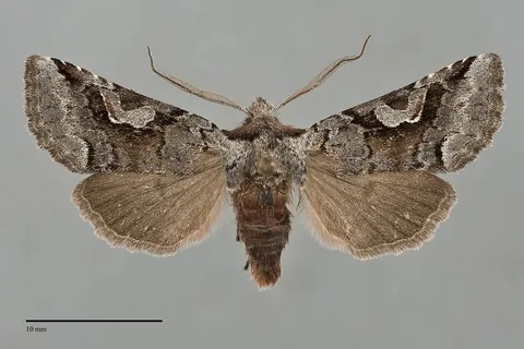 Stretchia pictipennis