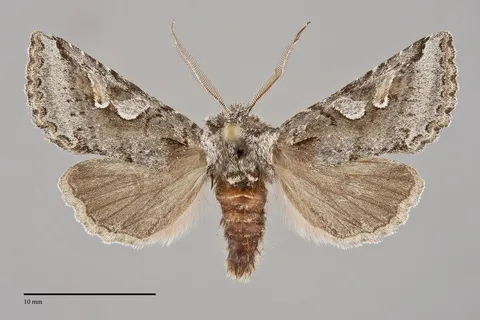 Stretchia plusiaeformis