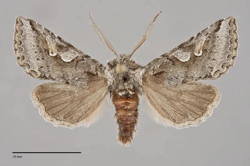 Stretchia plusiaeformis
