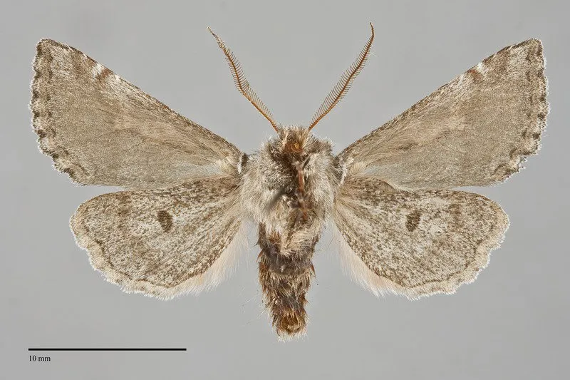 Stretchia plusiaeformis