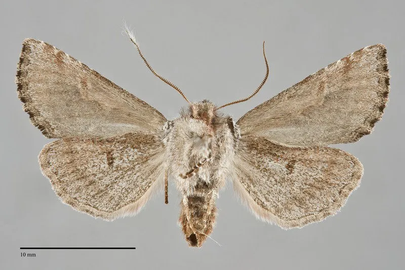 Stretchia plusiaeformis
