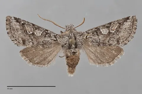 Stretchia prima