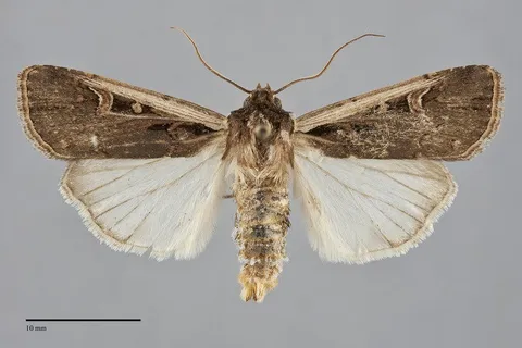 Striacosta albicosta