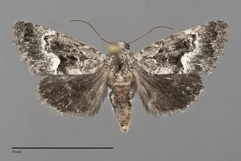 Stylopoda groteana