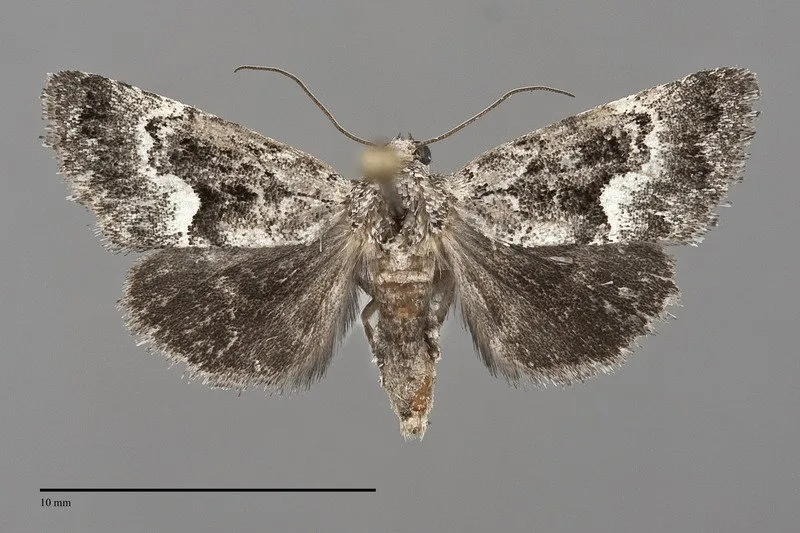 Stylopoda groteana