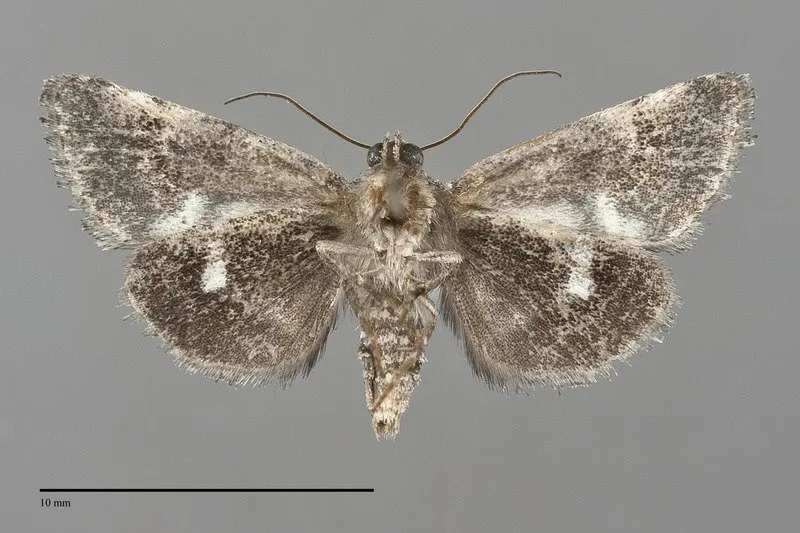 Stylopoda groteana