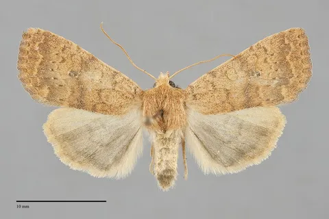 Sunira bicolorago