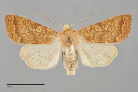 Sunira decipiens