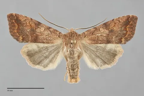 Sunira verberata