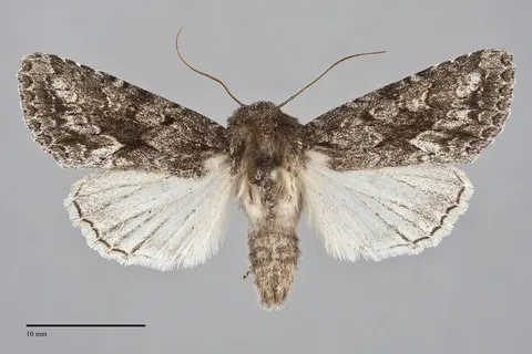 Sutyna privata