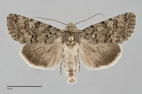 Sympistis acheron