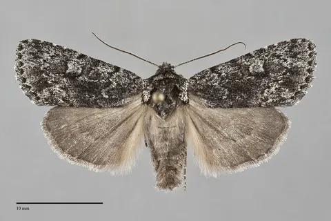 Sympistis anweileri
