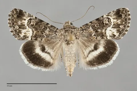 Sympistis apep