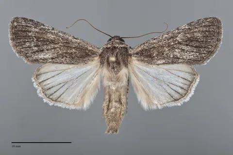 Sympistis astrigata