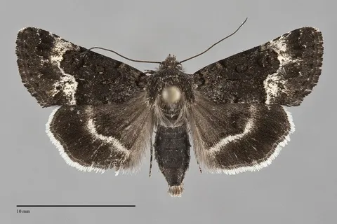 Sympistis aterrima