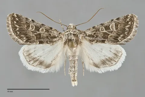 Sympistis augustus