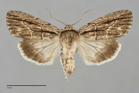 Sympistis badistriga