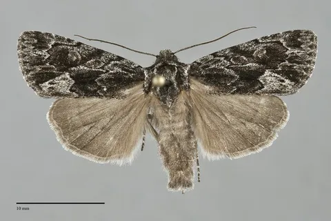 Sympistis californiae