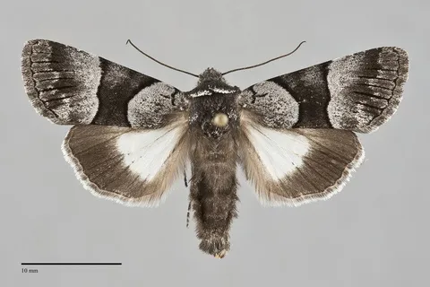 Sympistis chalybdis