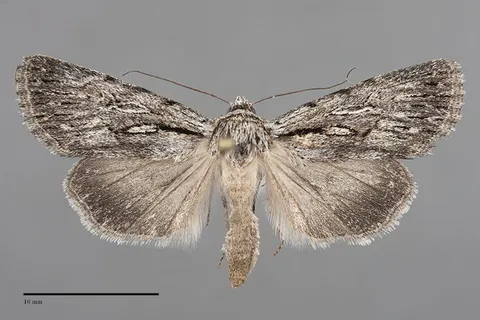 Sympistis chandleri