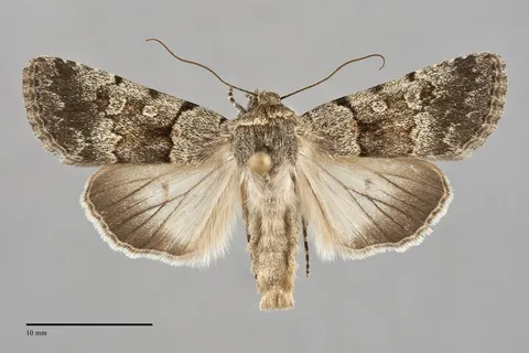Sympistis cherti