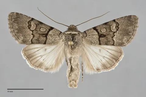 Sympistis columbia