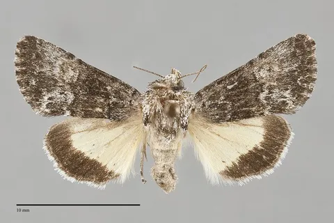 Sympistis corusca