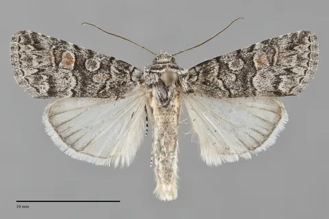 Sympistis definita