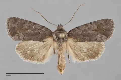 Sympistis dentata