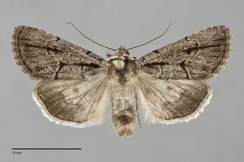 Sympistis dinalda