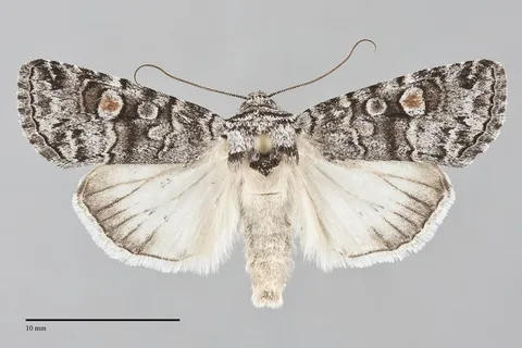 Sympistis dunbari