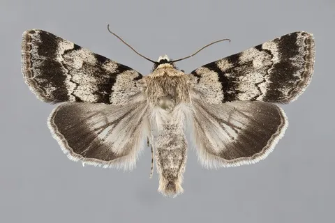 Sympistis extremis