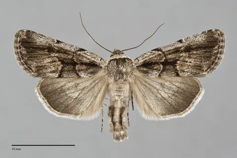 Sympistis fifia