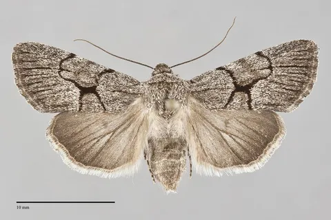 Sympistis figurata