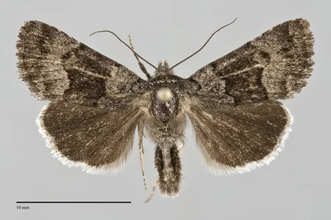 Sympistis funebris