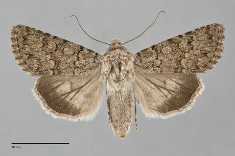 Sympistis glennyi