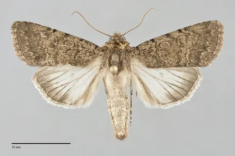 Sympistis goedeni