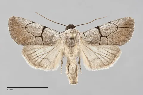 Sympistis greyi