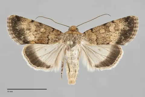Sympistis hathor