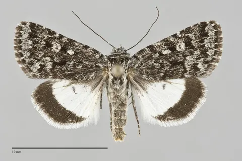 Sympistis heliophila