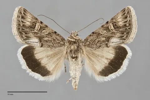 Sympistis incubus