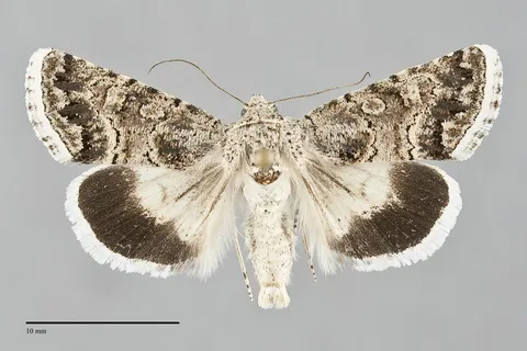 Sympistis iricolor
