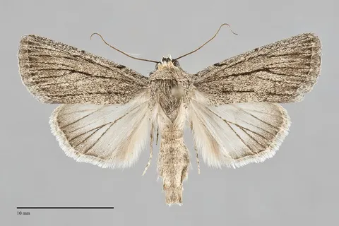 Sympistis lacticollis